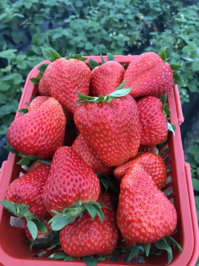 宁玉草莓徐州草莓基地直供对接商超市场社区团购等