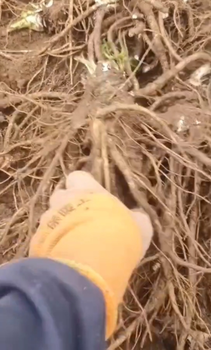 四川鲜货中药材鲜当归现挖现卖产地一手货源欢迎联