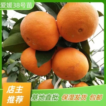 爱媛38号苗果冻橙树苗嫁接苗产地直销【批发】技术指导