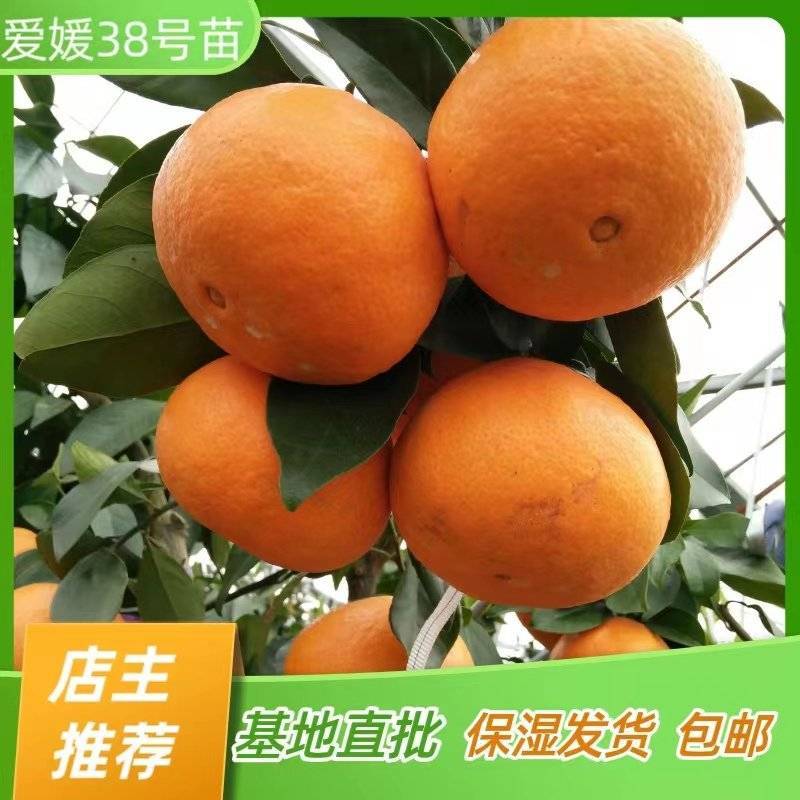 爱媛38号苗果冻橙树苗嫁接苗产地直销【批发】技术指导