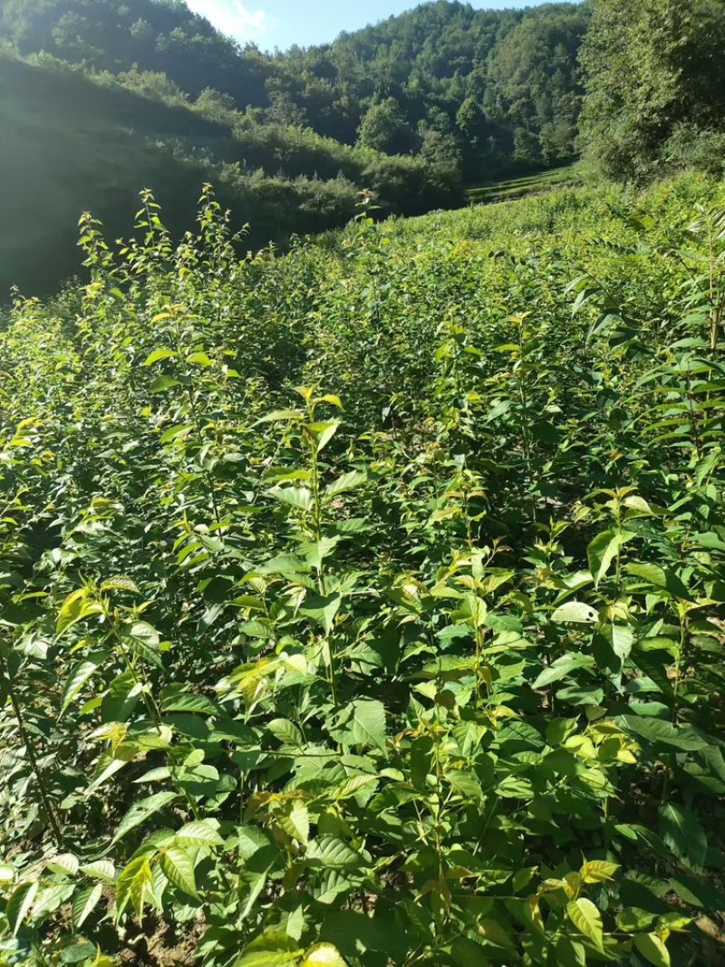 本地（大青叶）樱桃实生苗