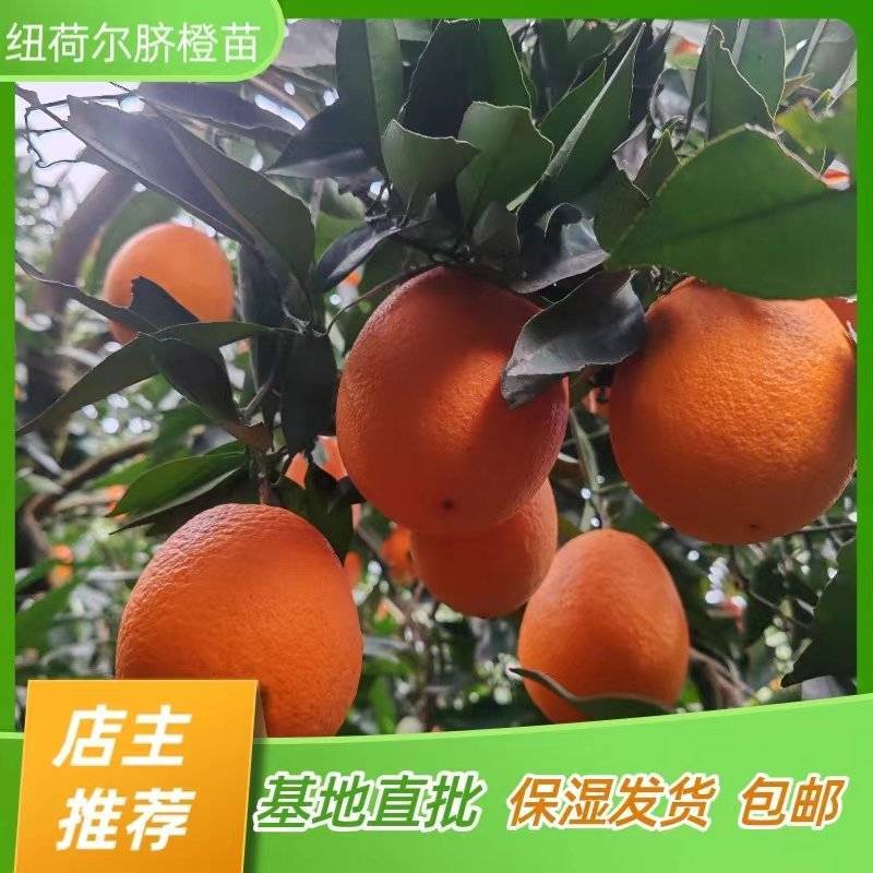 纽荷尔脐橙苗长虹橙子苗嫁接苗产地直销【批发】技术指导