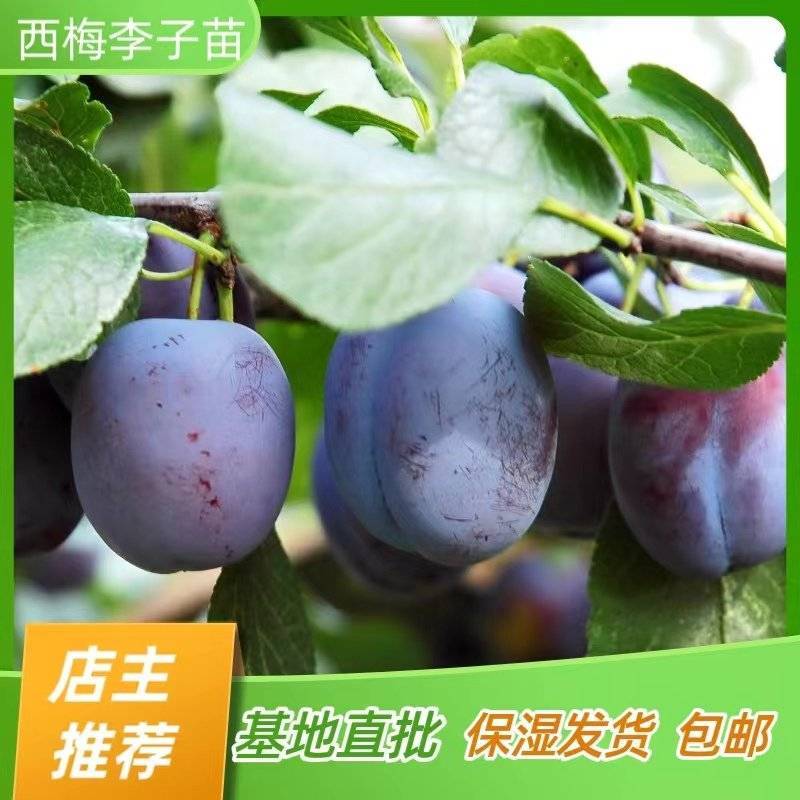 西梅李子苗脆红李子苗嫁接苗产地直销【批发】技术指导