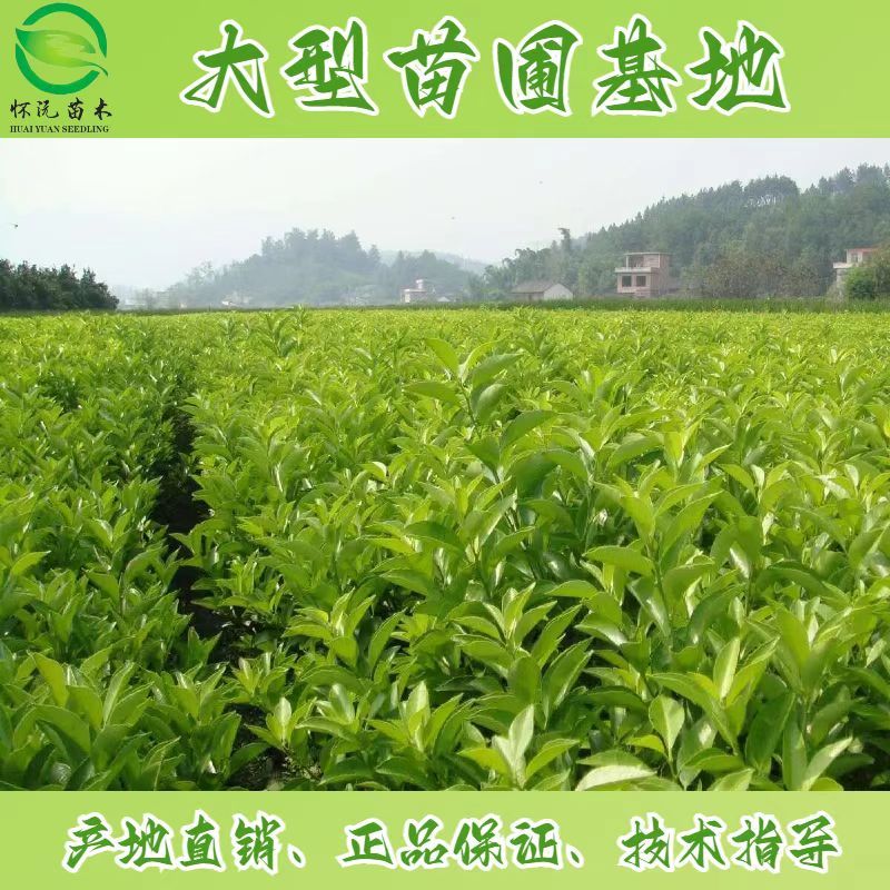 西梅李子苗脆红李子苗嫁接苗产地直销【批发】技术指导