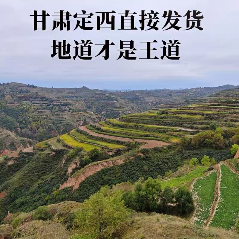甘肃岷县无硫党参段可配中药材当归黄芪炖汤泡水