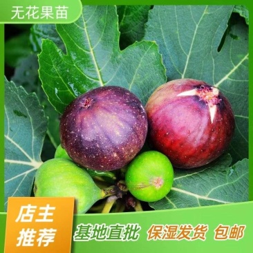 无花果树苗波姬红苗嫁接苗产地直销【批发】技术指导