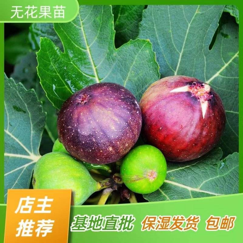 无花果树苗波姬红苗嫁接苗产地直销【批发】技术指导