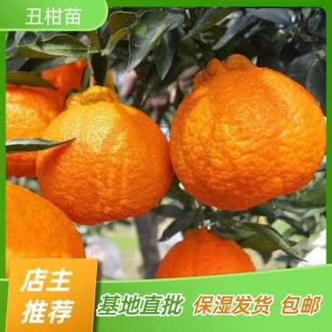 丑柑苗不知火苗柑橘苗嫁接苗产地直销【批发】技术指导