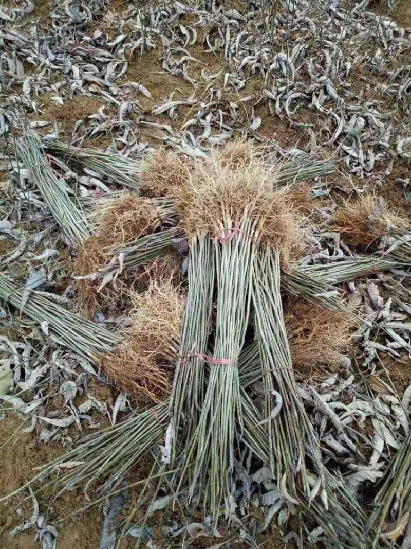 厚朴苗