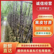 《精选》广西特产黑皮甘蔗大量上市，田头选购也可视频看货
