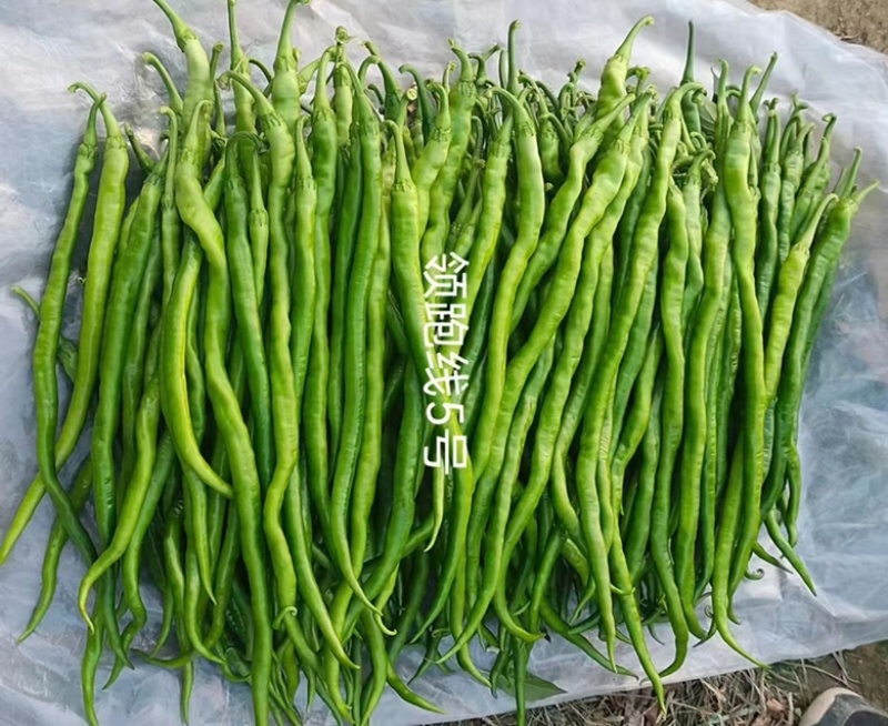 领跑线5号线椒品种杂交一代，青皮线椒品种，种子
