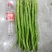 领跑线5号线椒品种杂交一代，青皮线椒品种，种子