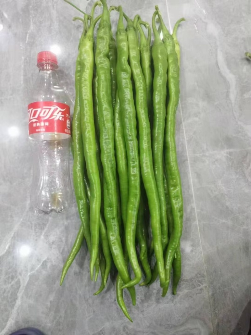 领跑线5号线椒品种杂交一代，青皮线椒品种，种子