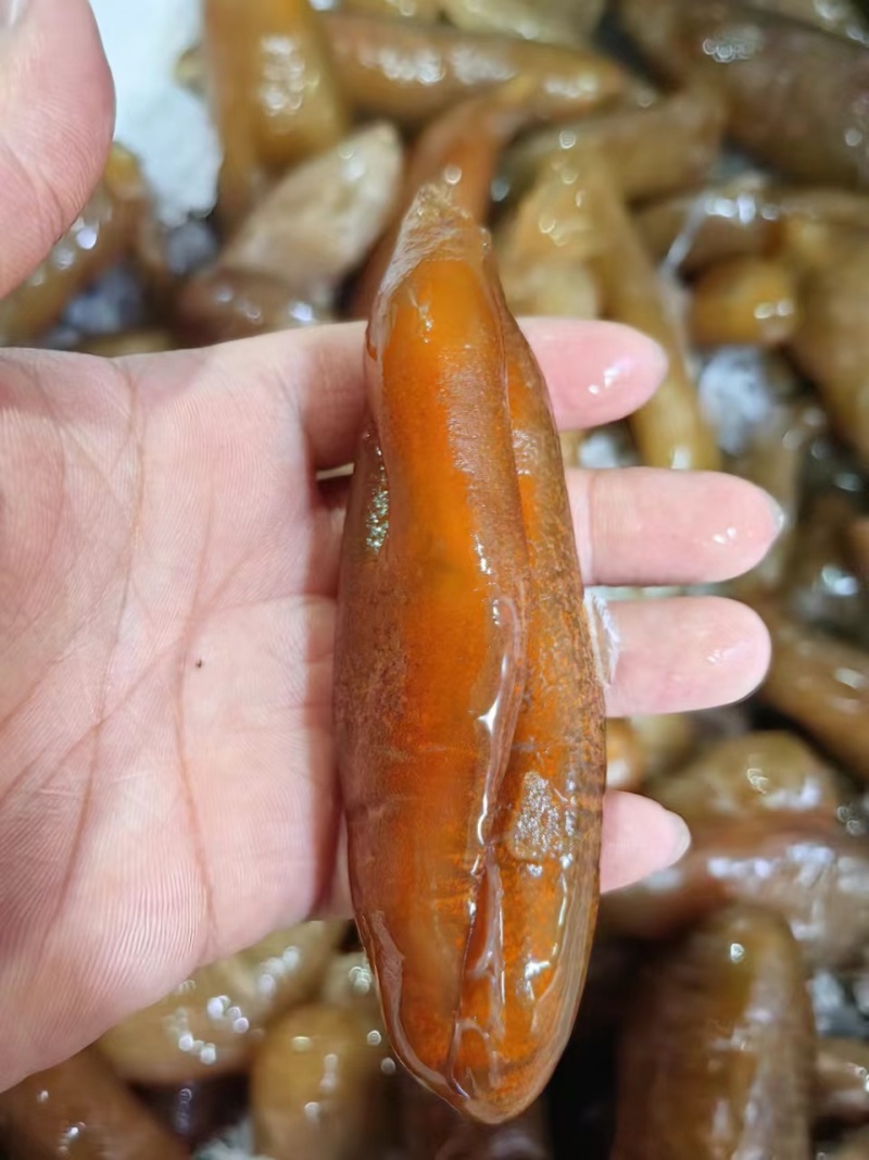 福建大乌参，质量保证，规格齐全，支持各种包装，全国发货