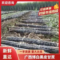 广西特产黑皮甘蔗大量上市量大从优全国发货一条龙服务