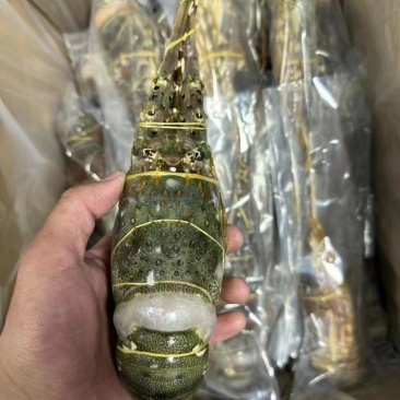 优质A级小青龙，保证品质，规格齐全，全国发货，欢迎联系