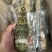 优质A级小青龙，保证品质，规格齐全，全国发货，欢迎联系