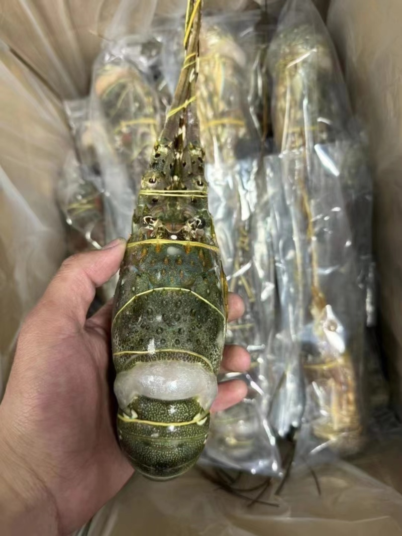 优质A级小青龙，保证品质，规格齐全，全国发货，欢迎联系