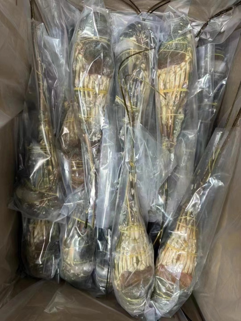 优质A级小青龙，保证品质，规格齐全，全国发货，欢迎联系