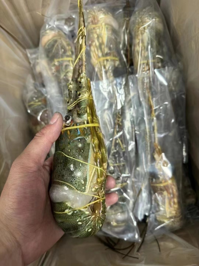 优质A级小青龙，保证品质，规格齐全，全国发货，欢迎联系