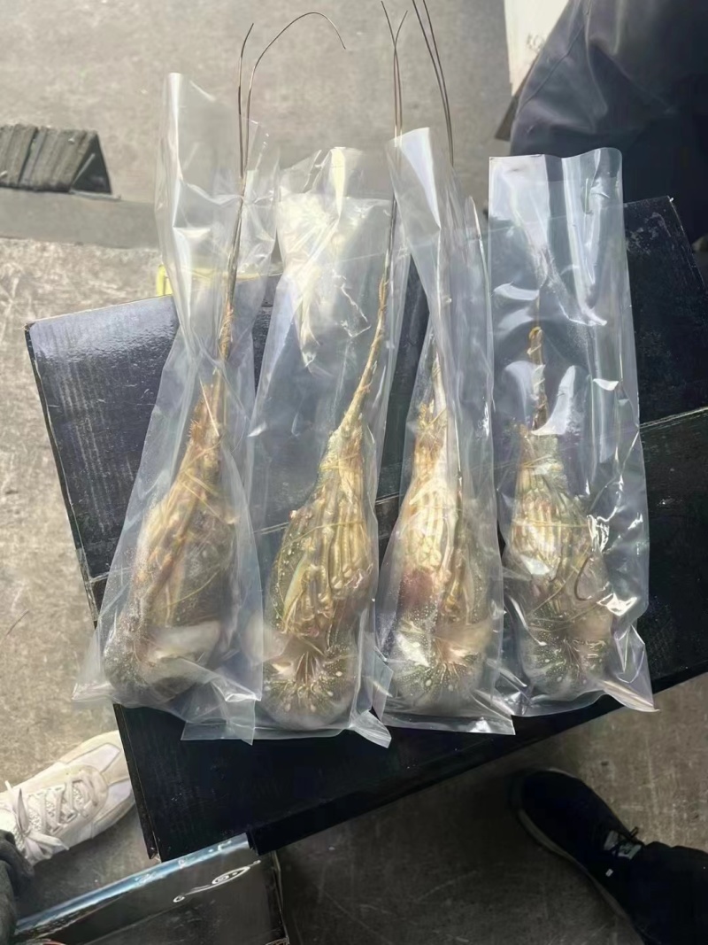 优质A级小青龙，保证品质，规格齐全，全国发货，欢迎联系