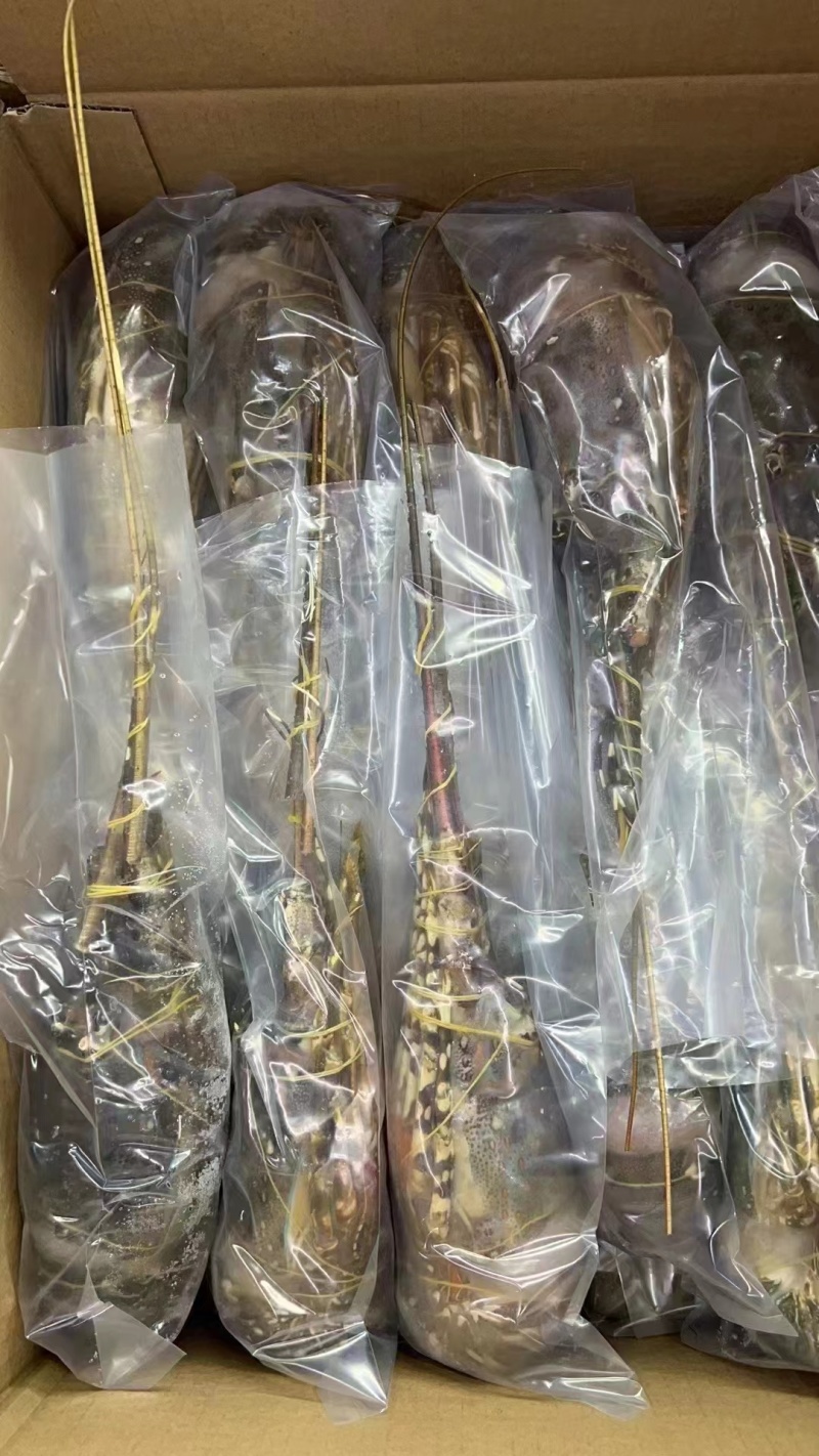 优质A级小青龙，保证品质，规格齐全，全国发货，欢迎联系
