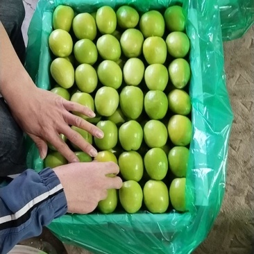 青枣