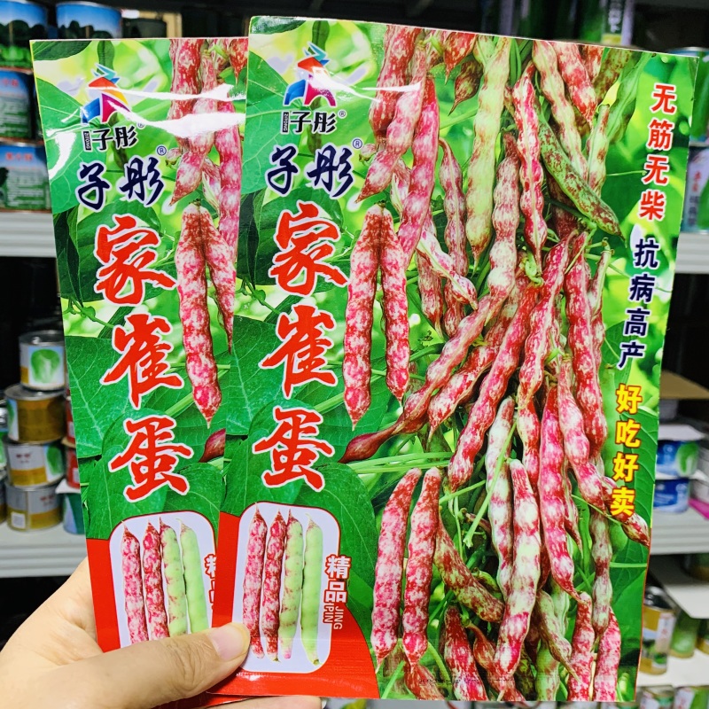 东北正宗家雀蛋豆角种子嘎嘎面肉厚清香小红鱼面豆鼓豆角种籽
