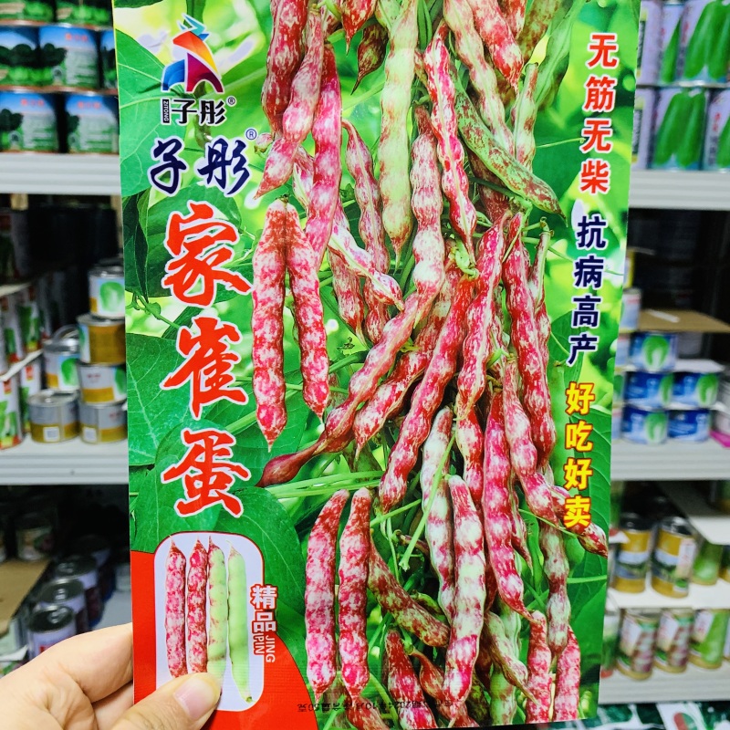 东北正宗家雀蛋豆角种子嘎嘎面肉厚清香小红鱼面豆鼓豆角种籽