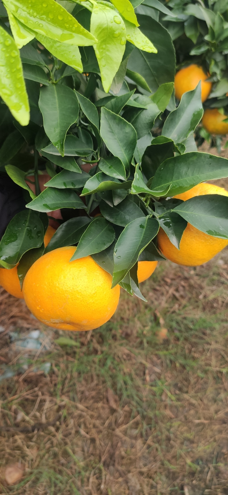 四川爱媛果冻橙，皮薄水多，细嫩化渣，口感相当好，现已大量