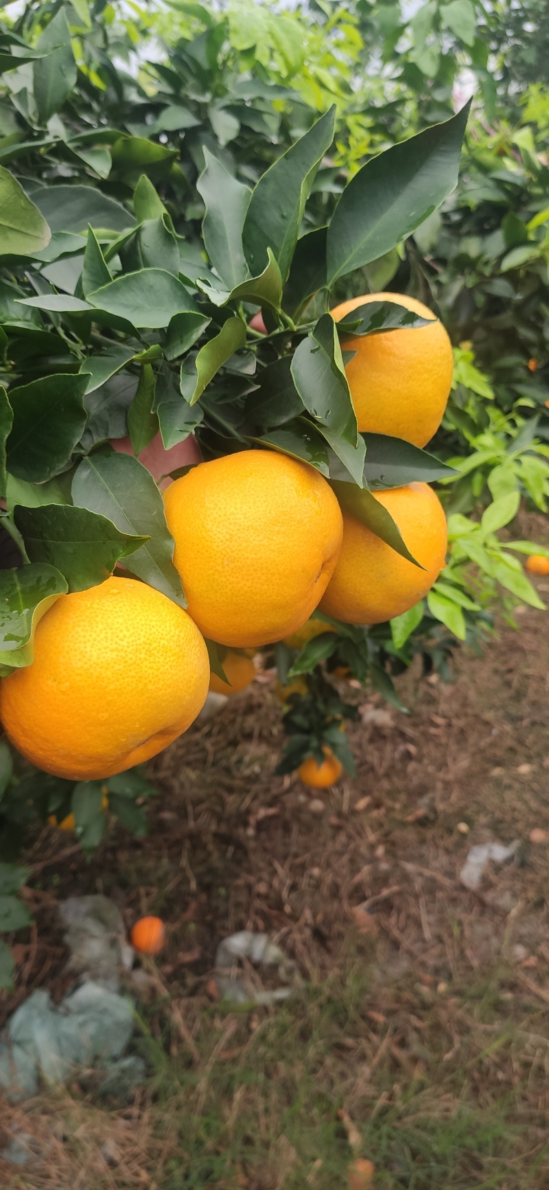 四川爱媛果冻橙，皮薄水多，细嫩化渣，口感相当好，现已大量