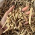 萆薢棉萆薢绵萆薢干净过筛现货萆薢干货发货如图