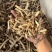 萆薢棉萆薢绵萆薢干净过筛现货萆薢干货发货如图