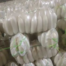 白萝卜大量供应质优价廉