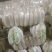 白萝卜大量供应质优价廉