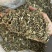 荆芥过筛货干净实拍现货干货荆芥药用荆芥