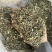 荆芥过筛货干净实拍现货干货荆芥药用荆芥