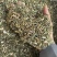 荆芥过筛货干净实拍现货干货荆芥药用荆芥