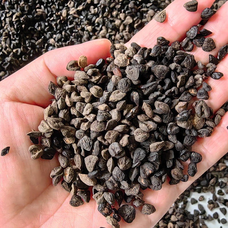 灰木莲种子新上市的灰木莲种子灰木莲种子批发