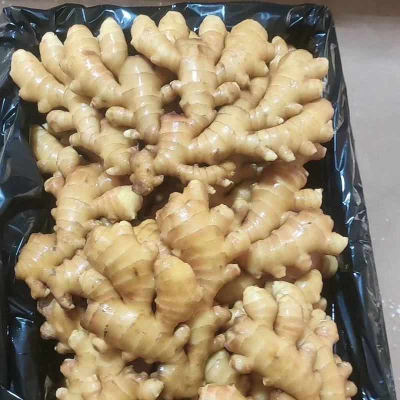 小黄姜全国发货坏烂包赔【辣味足块头大版型好】