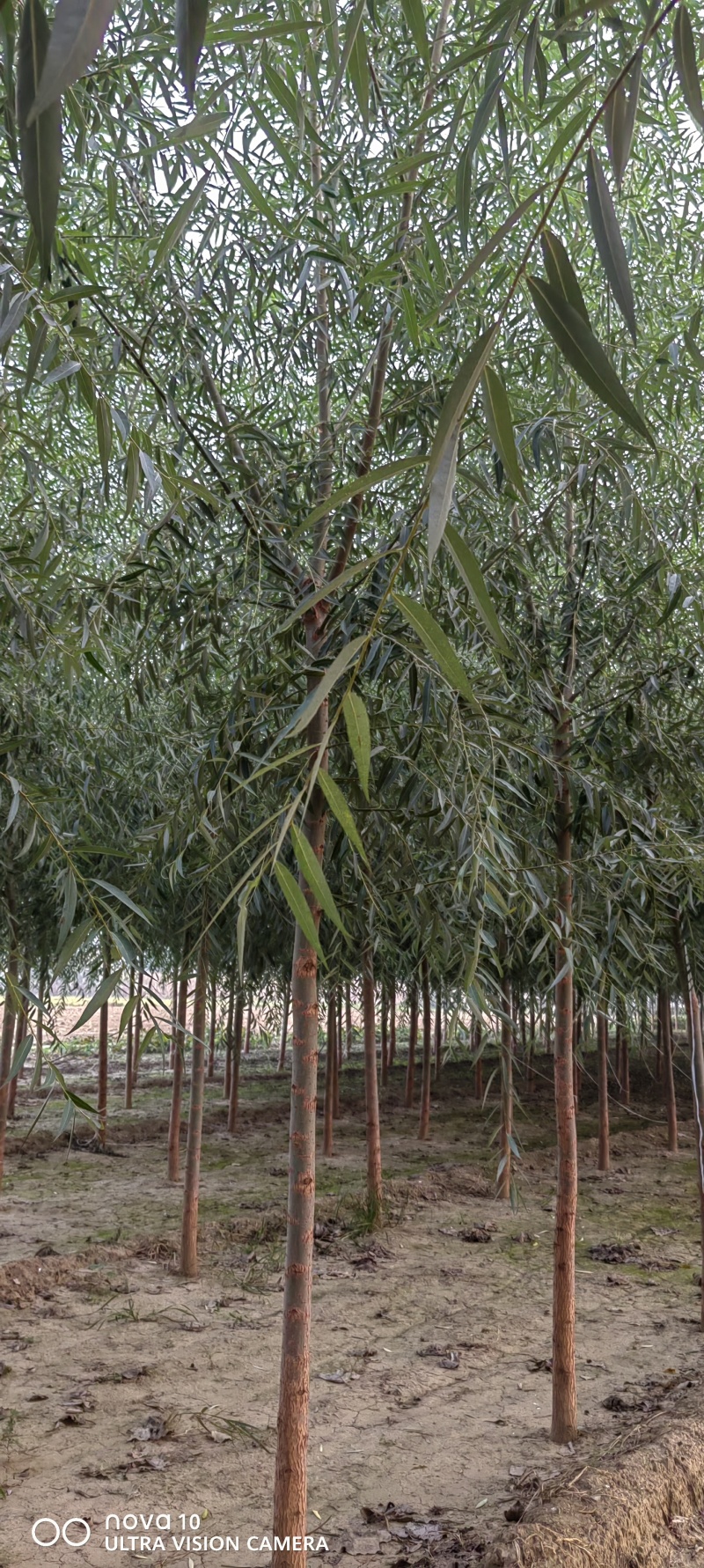 速生柳河北速生柳平头速生柳5-10公分速生柳88888棵