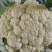 花菜春秋量大欢迎光临