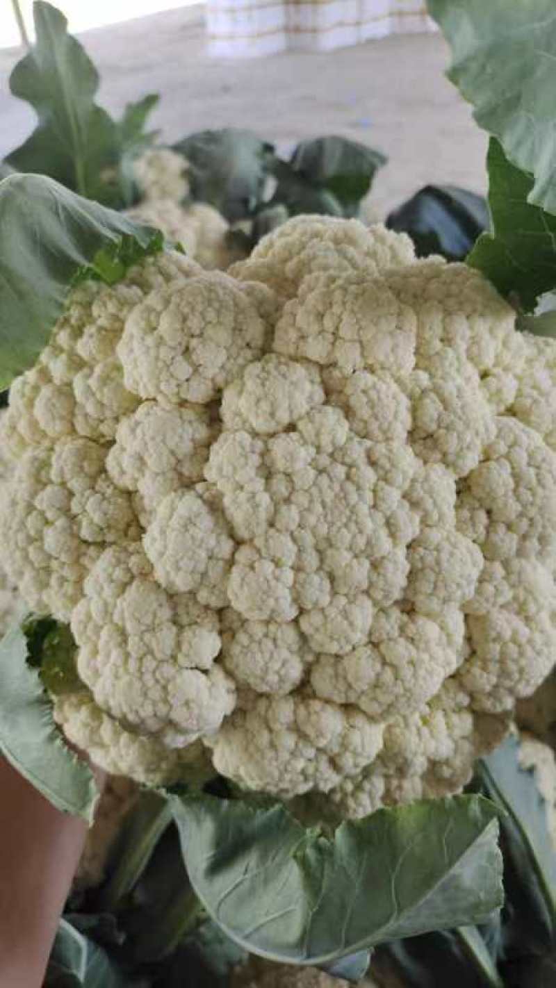 花菜春秋量大欢迎光临
