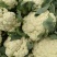 花菜春秋量大欢迎光临