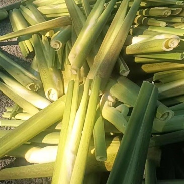 茭白，精品茭白大量上市，保质保量，对接全国采购商