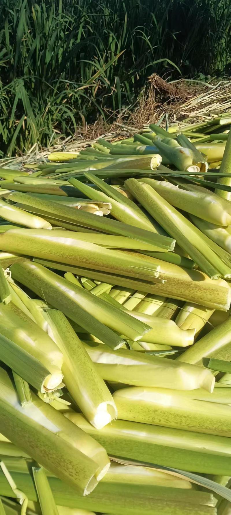 茭白，精品茭白大量上市，保质保量，对接全国采购商