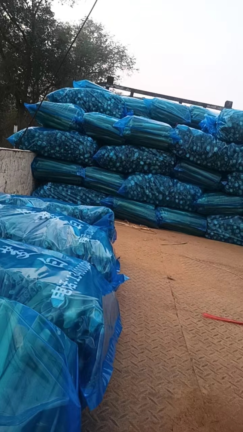 茭白，精品茭白大量上市，保质保量，对接全国采购商
