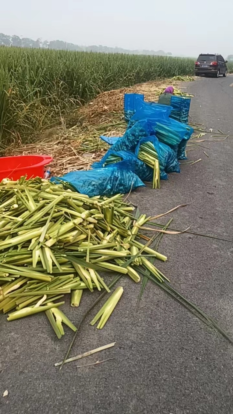 茭白，精品茭白大量上市，保质保量，对接全国采购商