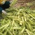 茭白，精品茭白大量上市，保质保量，对接全国采购商