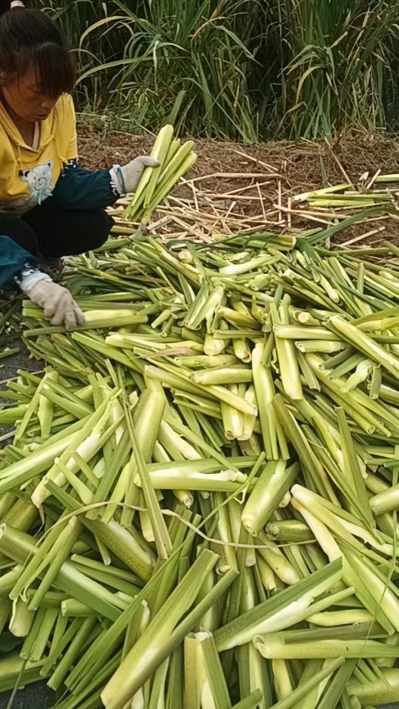 茭白，精品茭白大量上市，保质保量，对接全国采购商